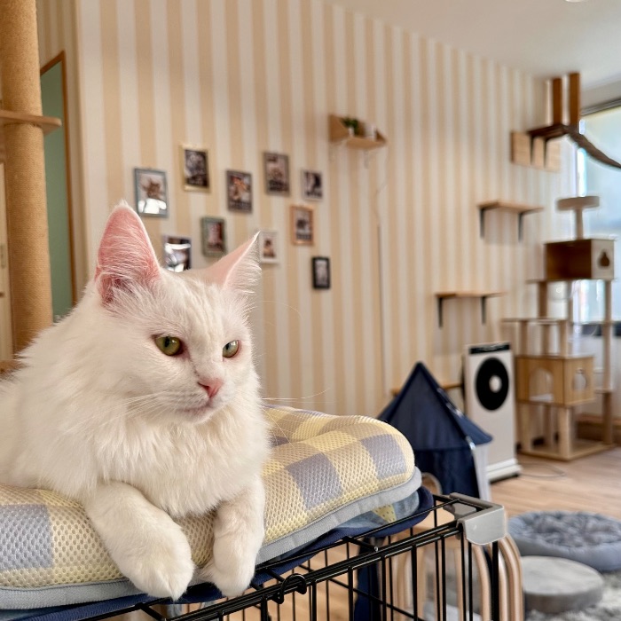 Cat Cafe 美観nekoの写真